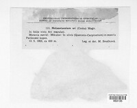 Melanustilospora ari image